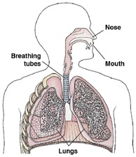 Anatomi paru-paru